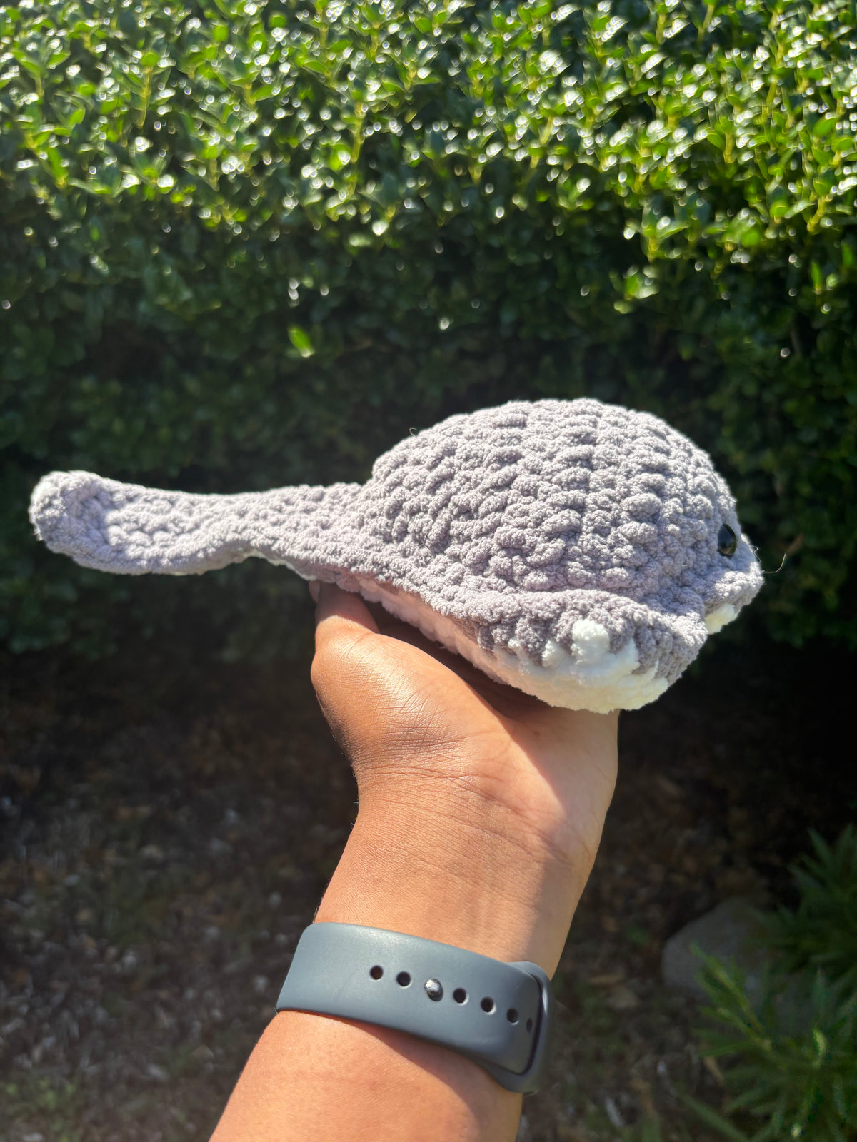 Gray Stingray