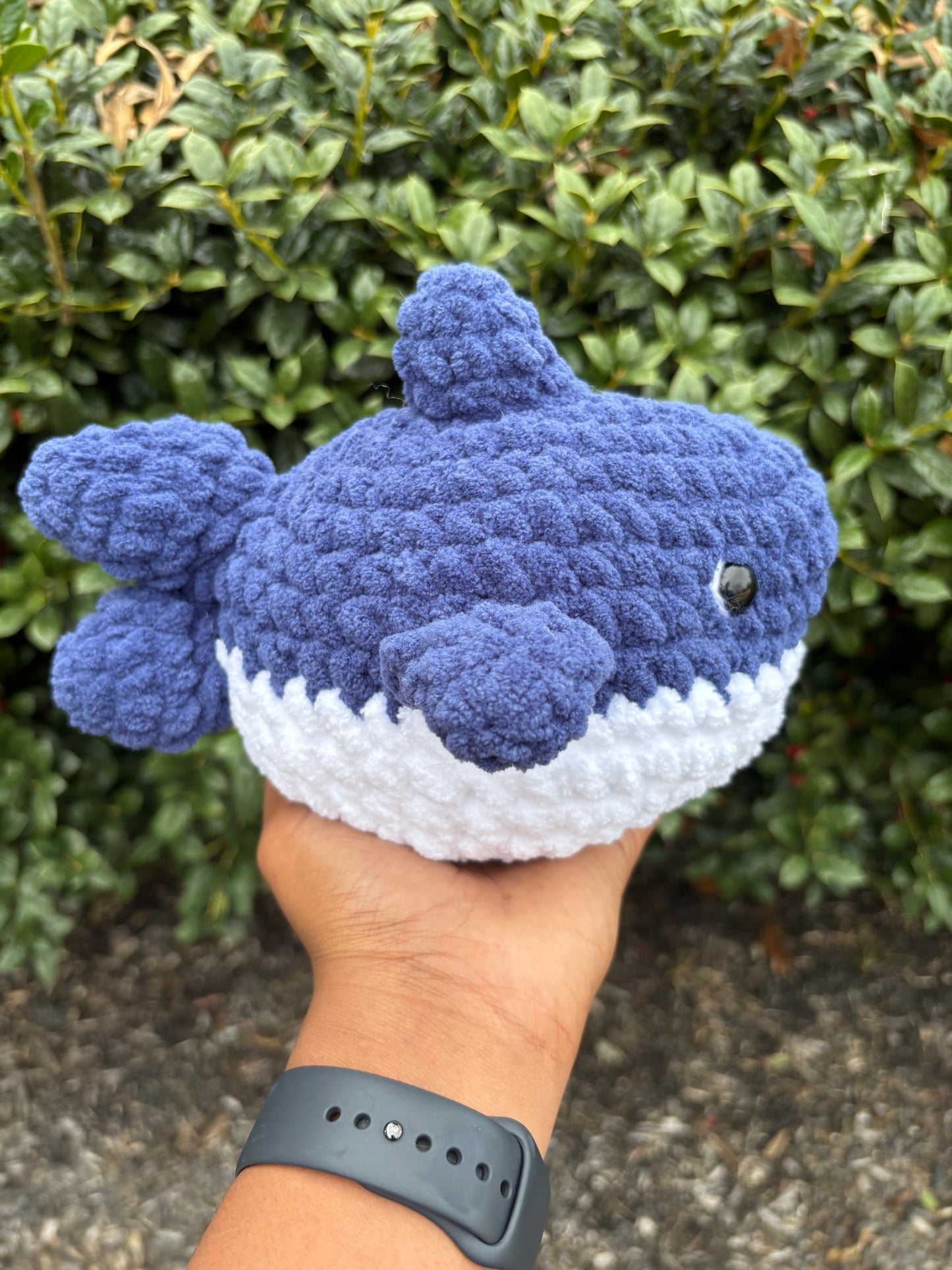Navy Shark