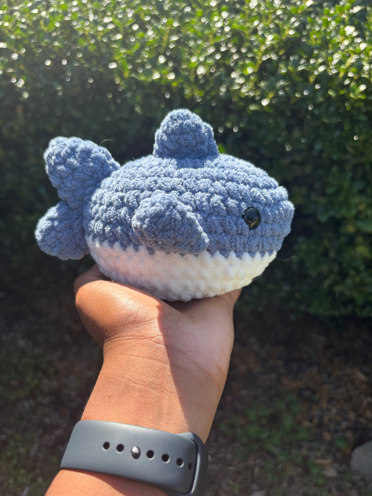 Dusty Blue Shark