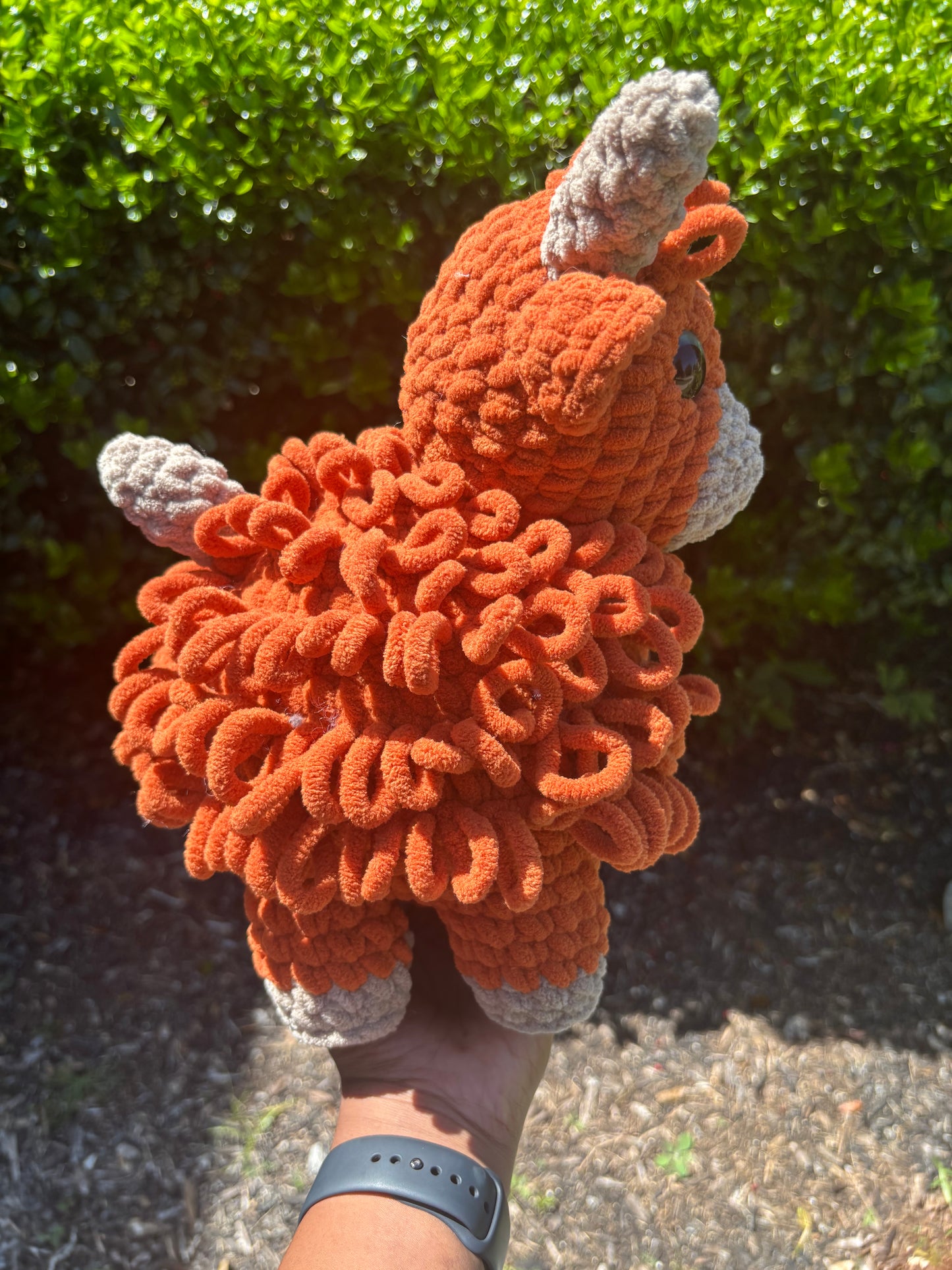Big Highland Cow