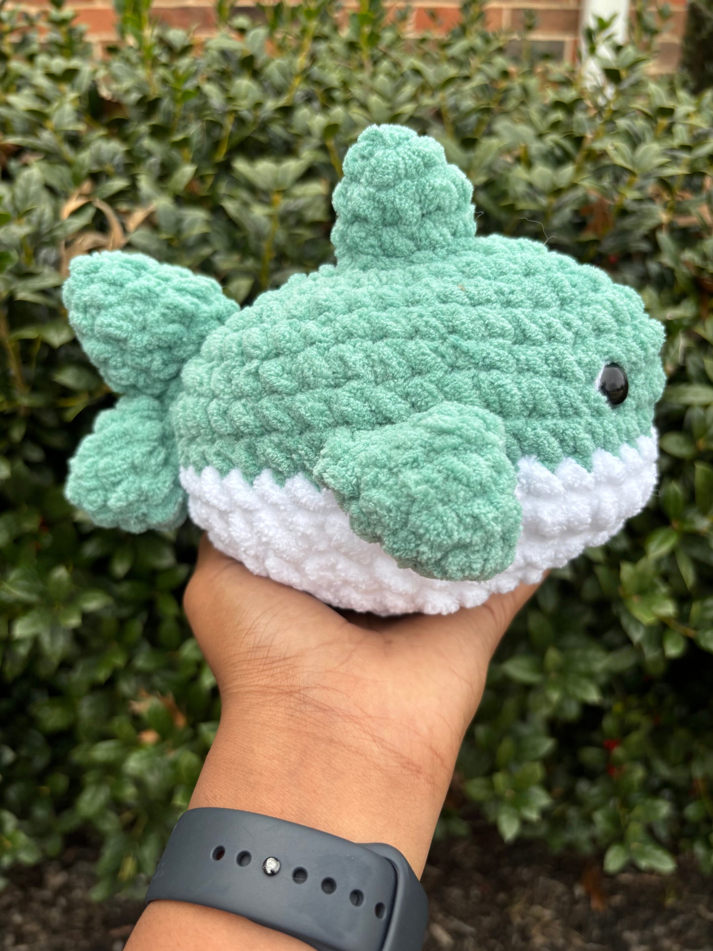 Light Teal Shark