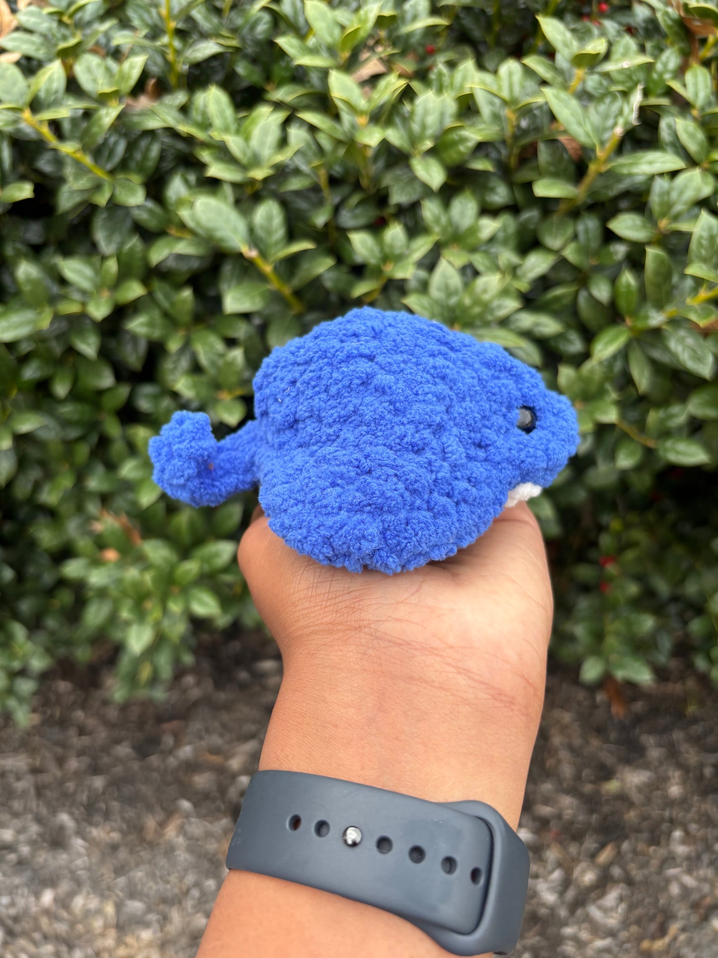 Cobalt Blue Mini Stingray