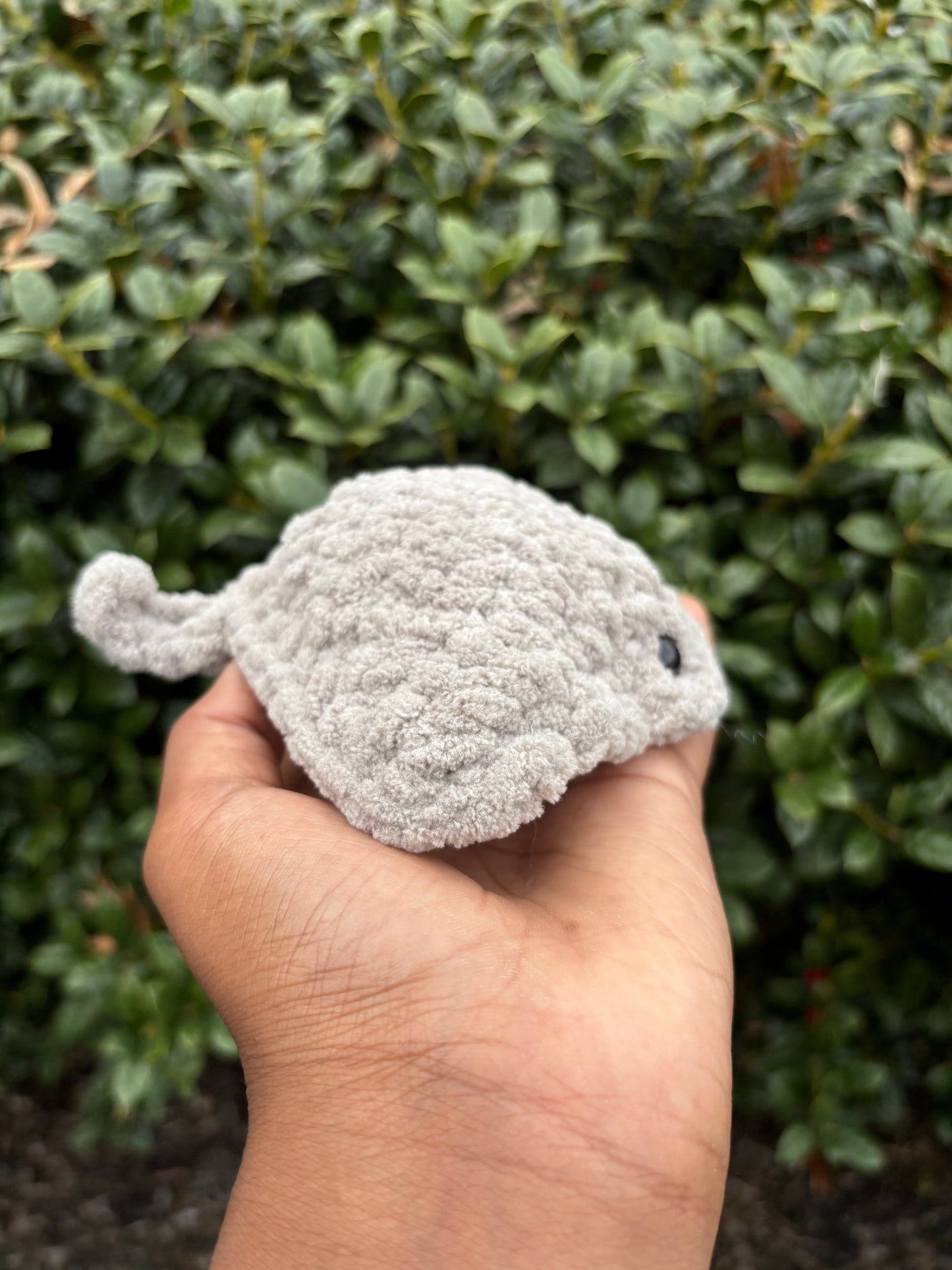 Gray Mini Stingray