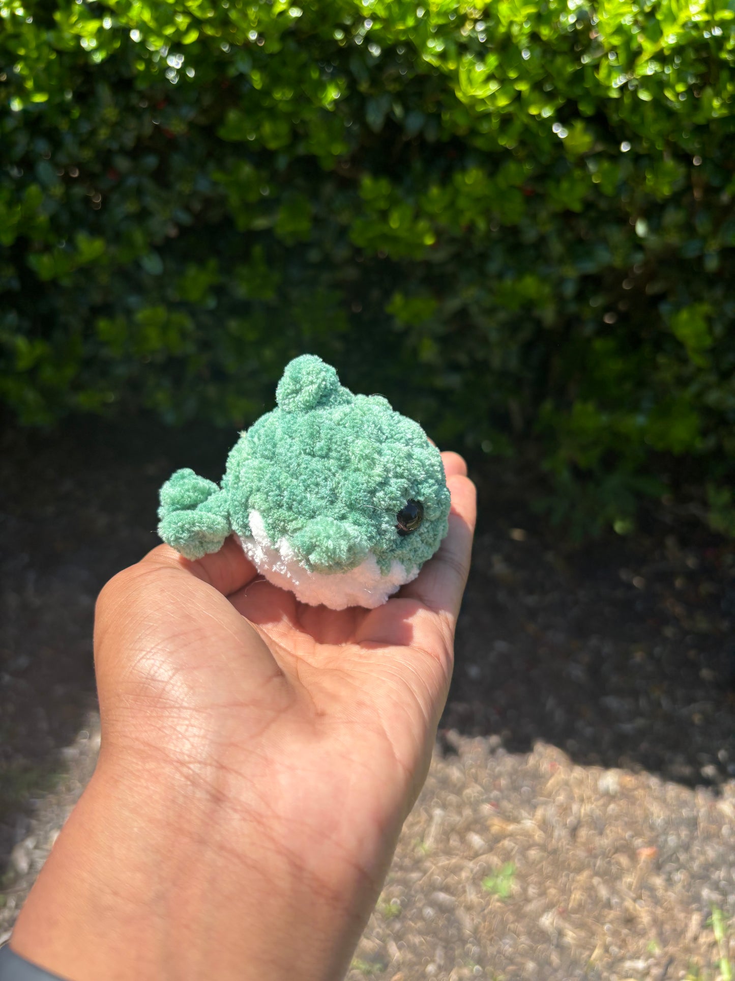 Green Mini Shark