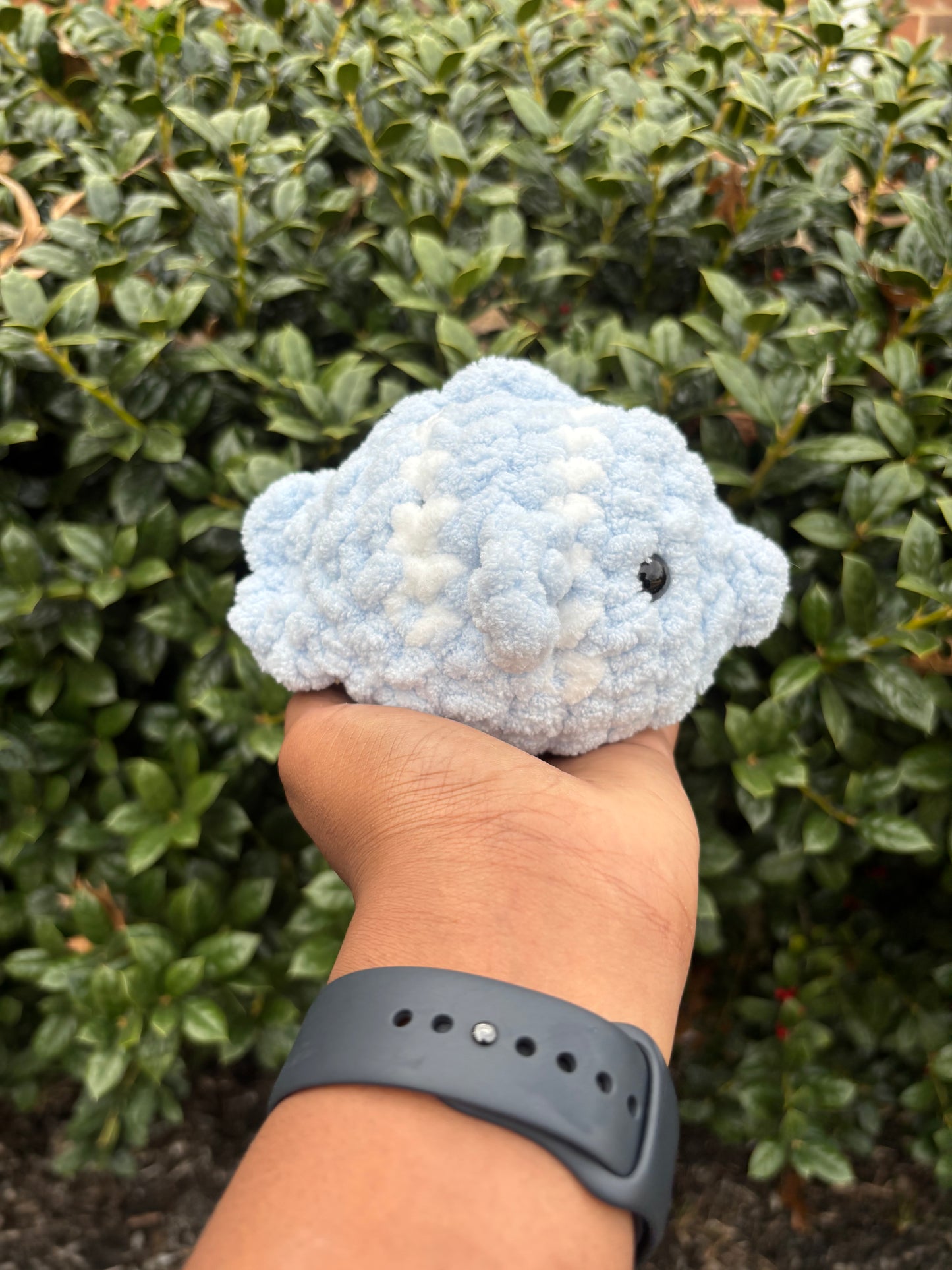 Light Blue Fish