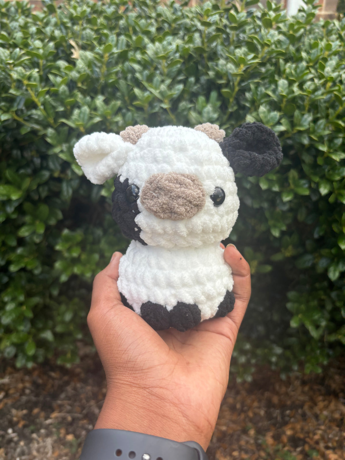 Black & White Cow