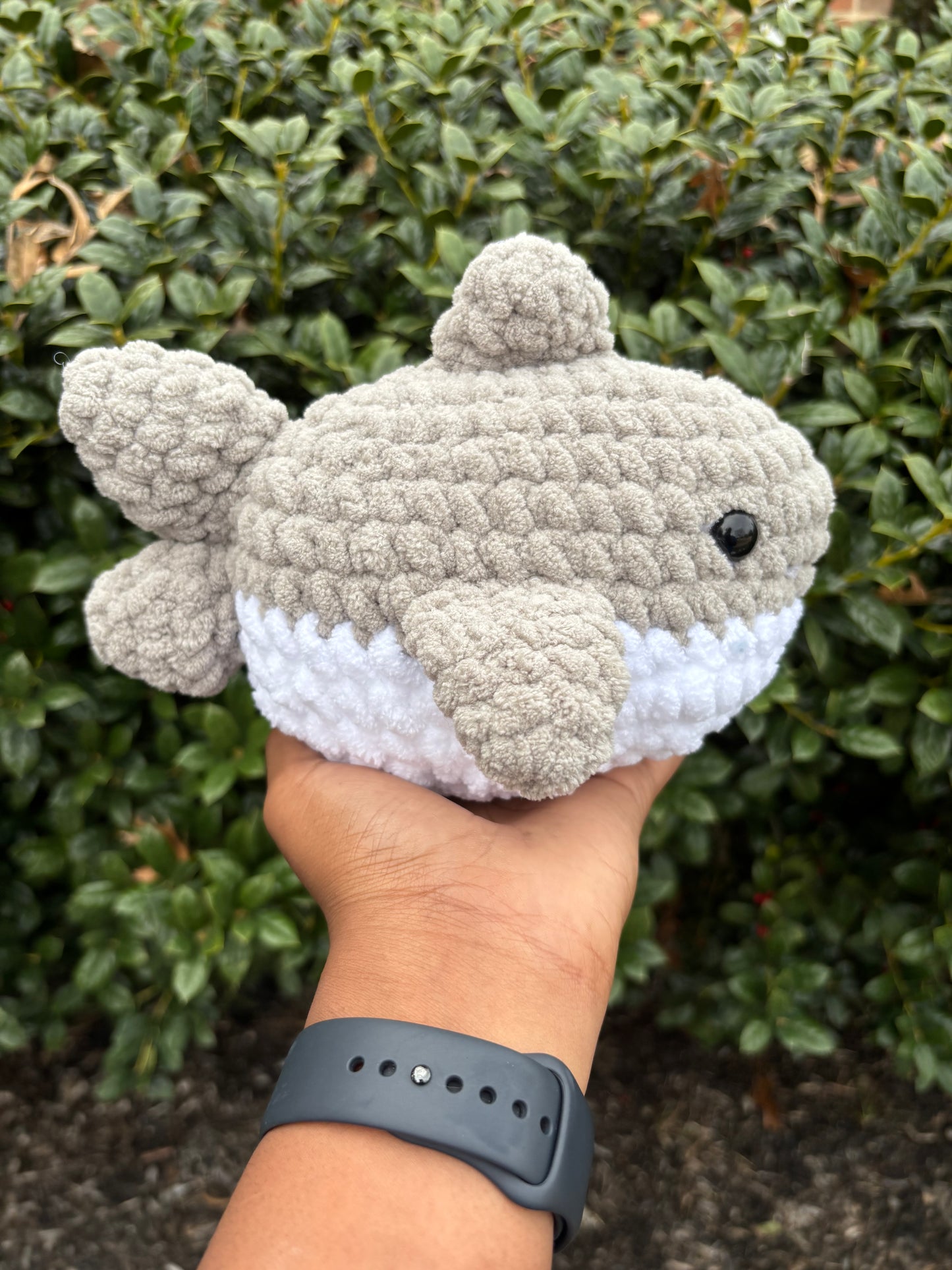 Gray Shark