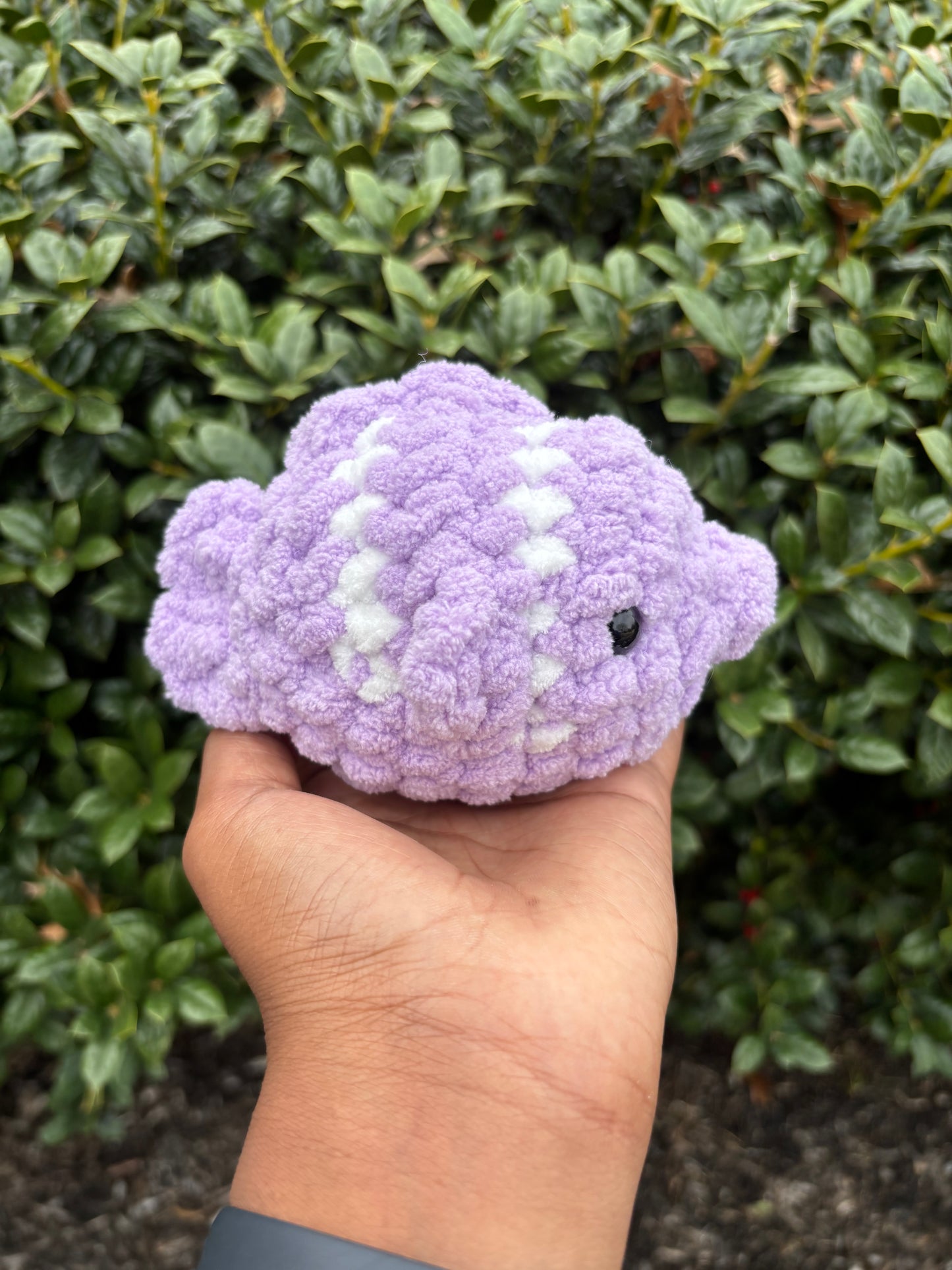 Lavender Fish
