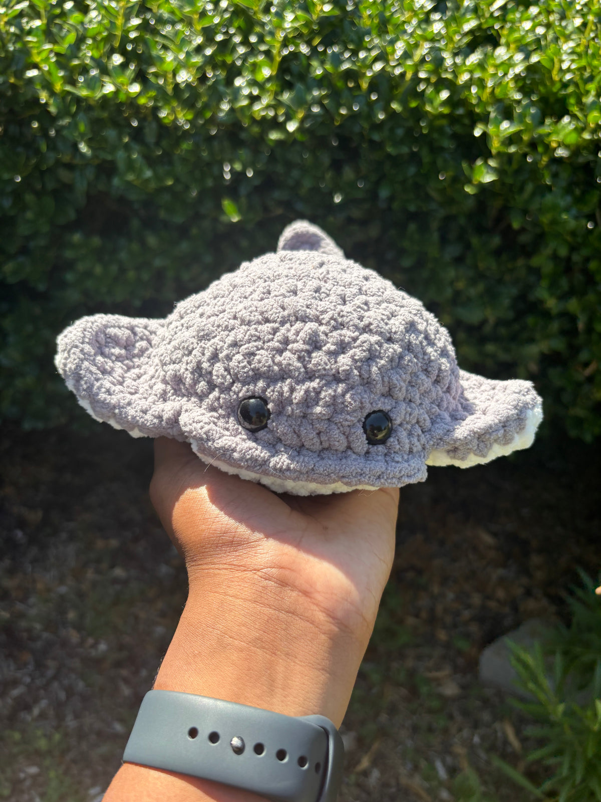 Gray Stingray