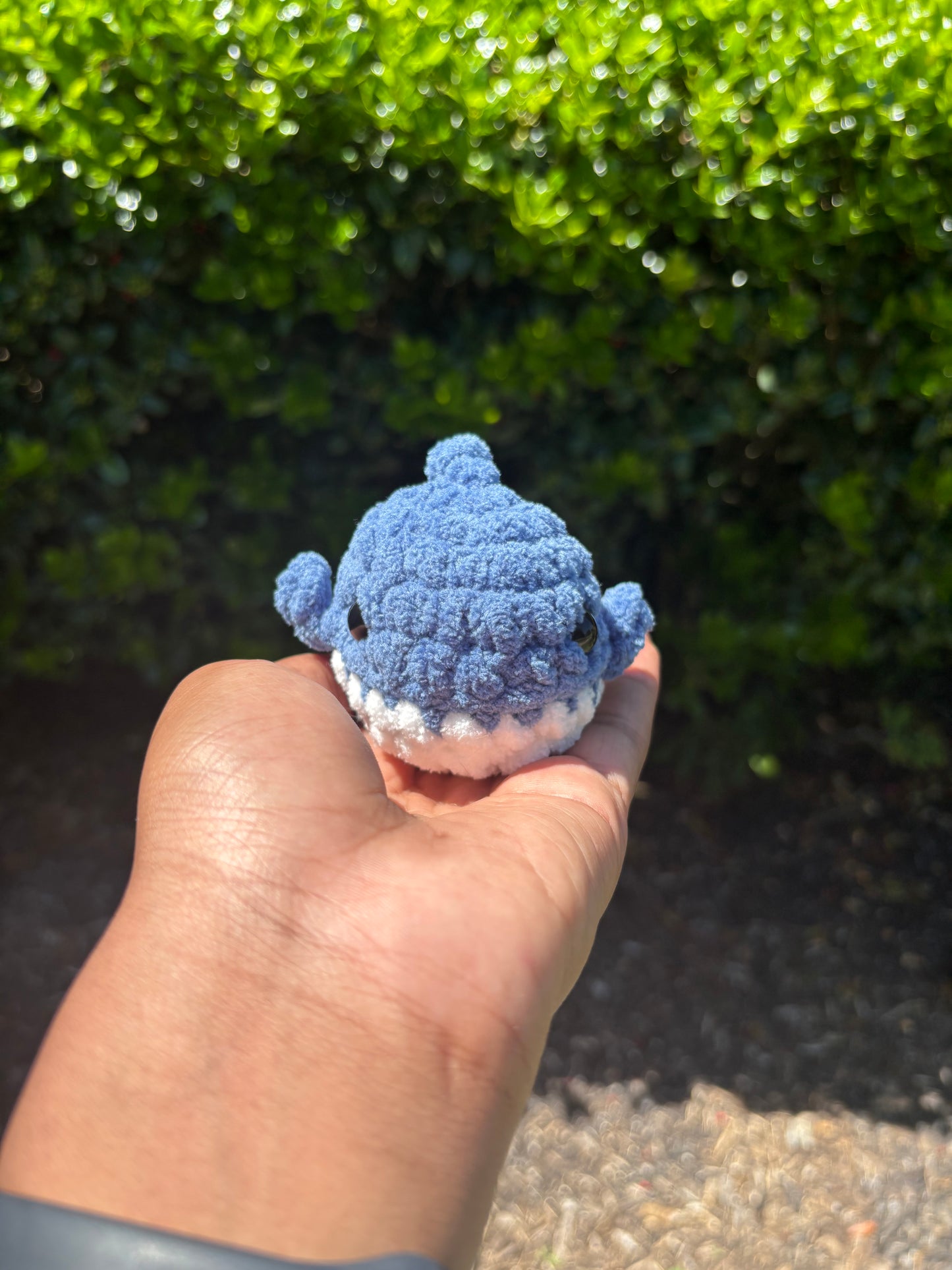 County Blue Mini Shark
