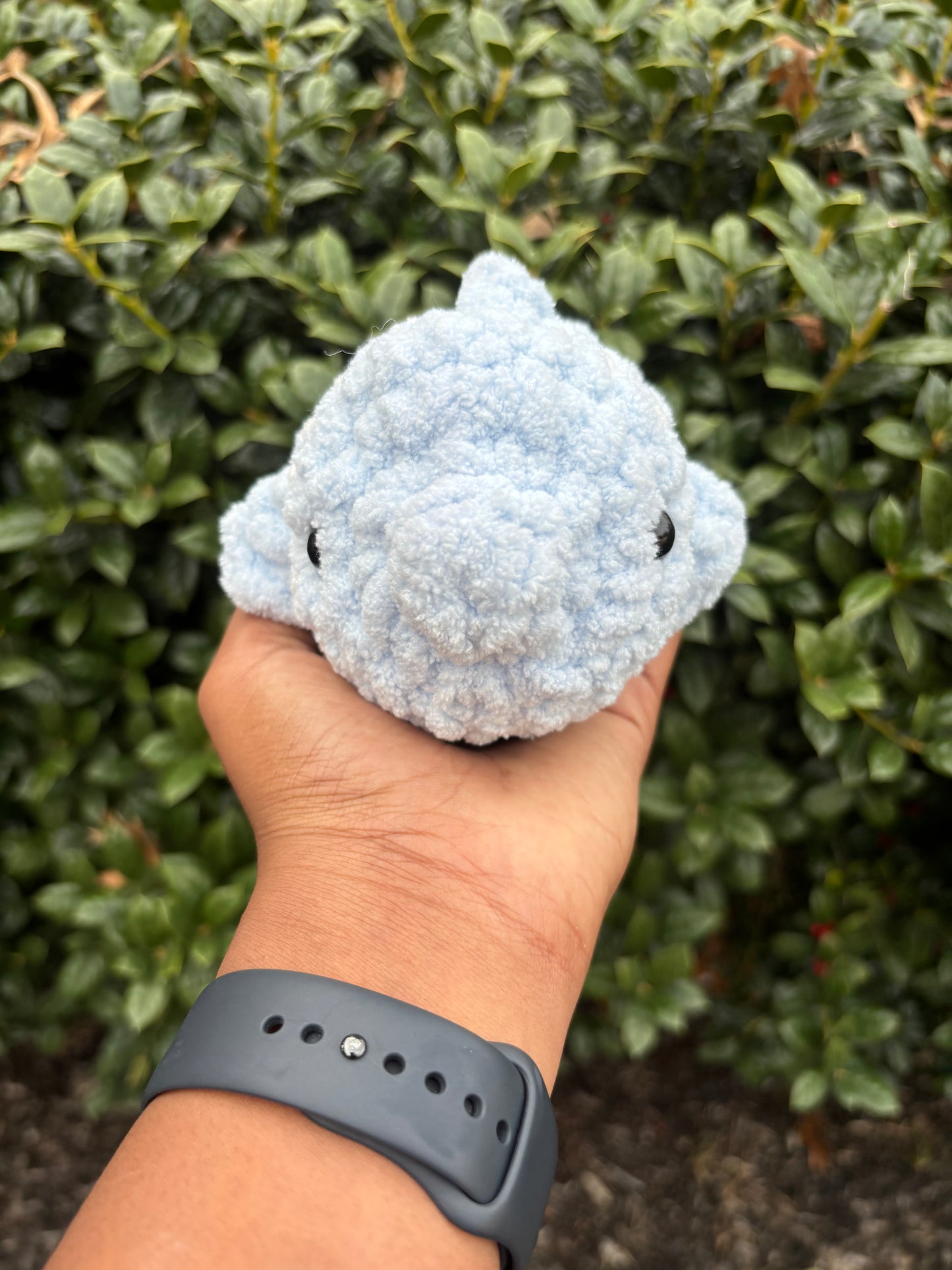 Light Blue Fish