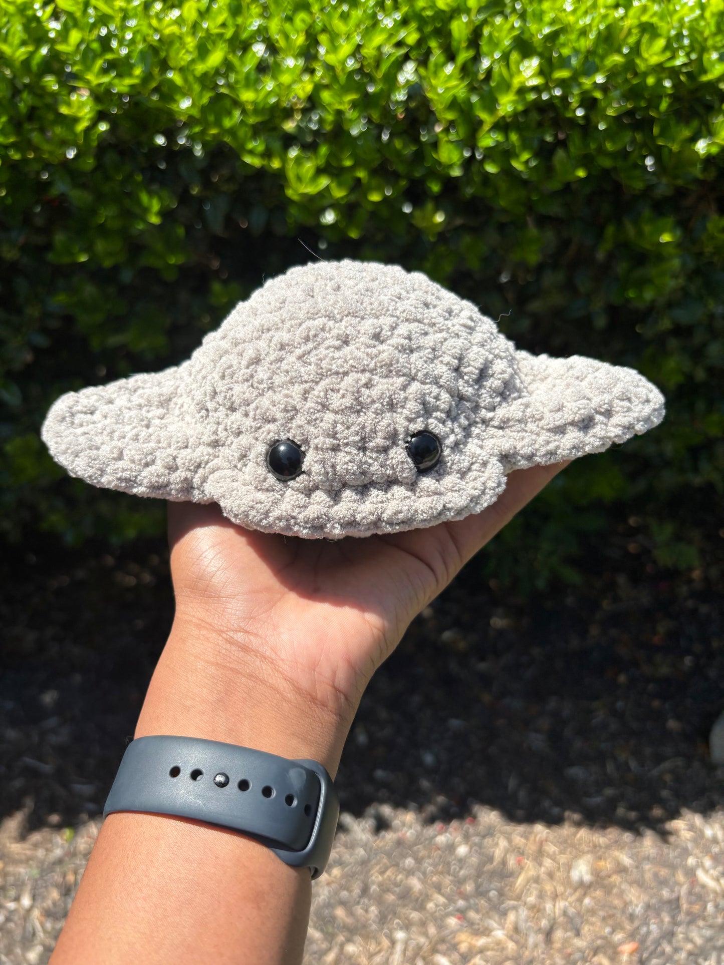 Gray Stingray