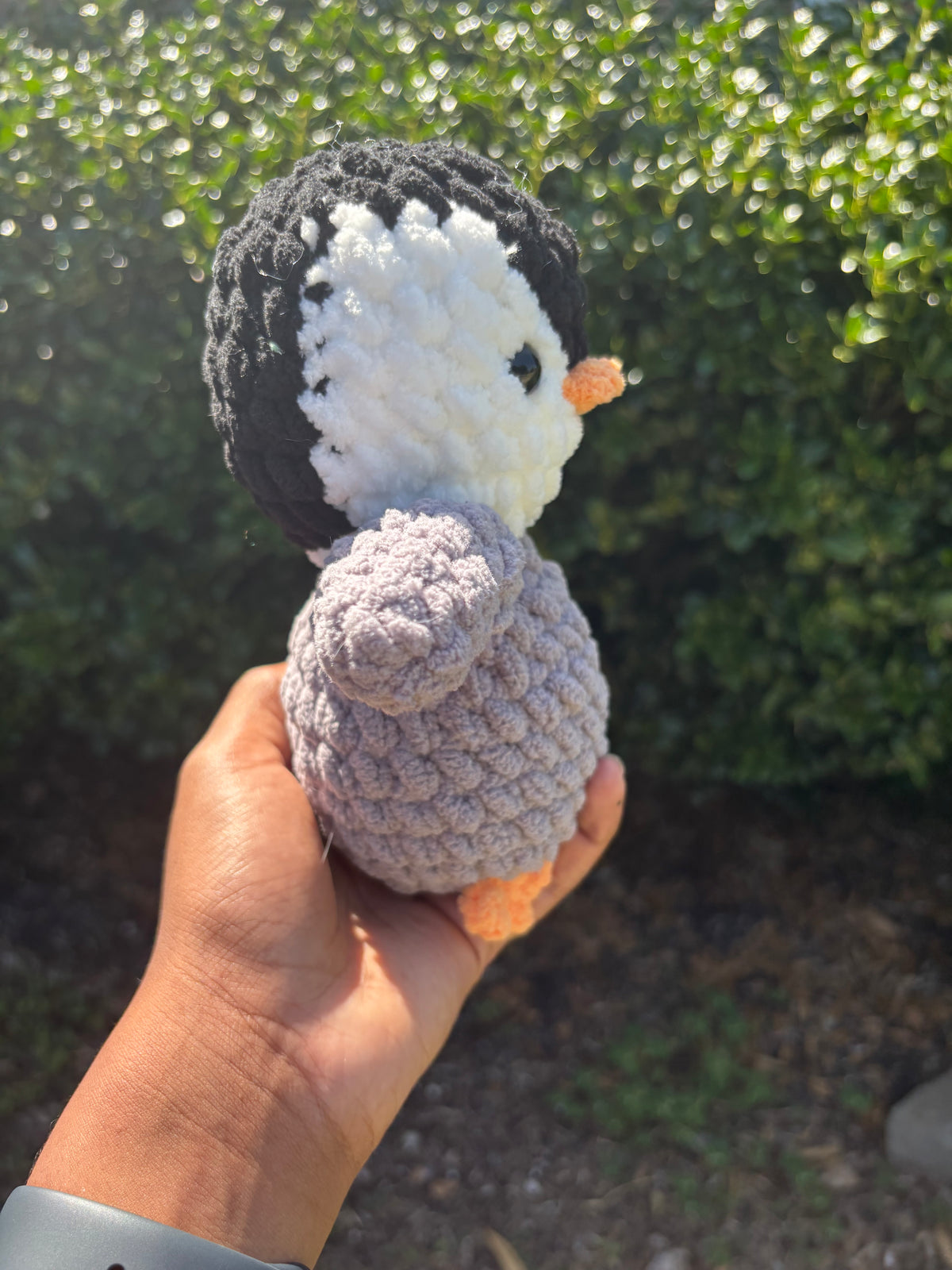 Gray Penguin