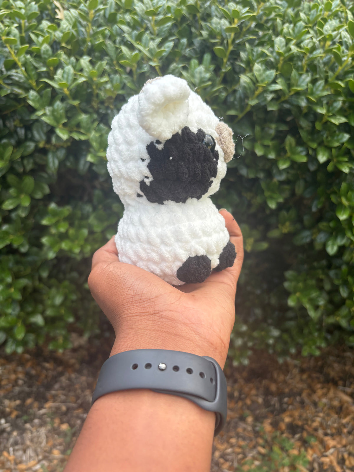 Black & White Cow