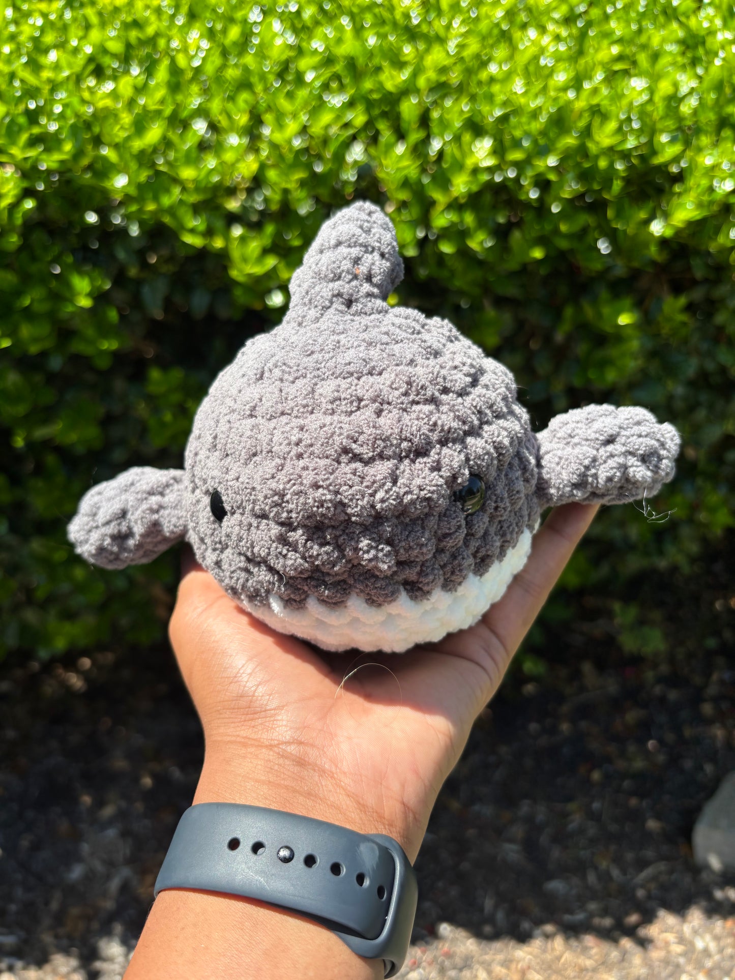 Gray Shark