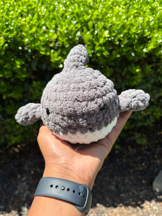 Gray Shark