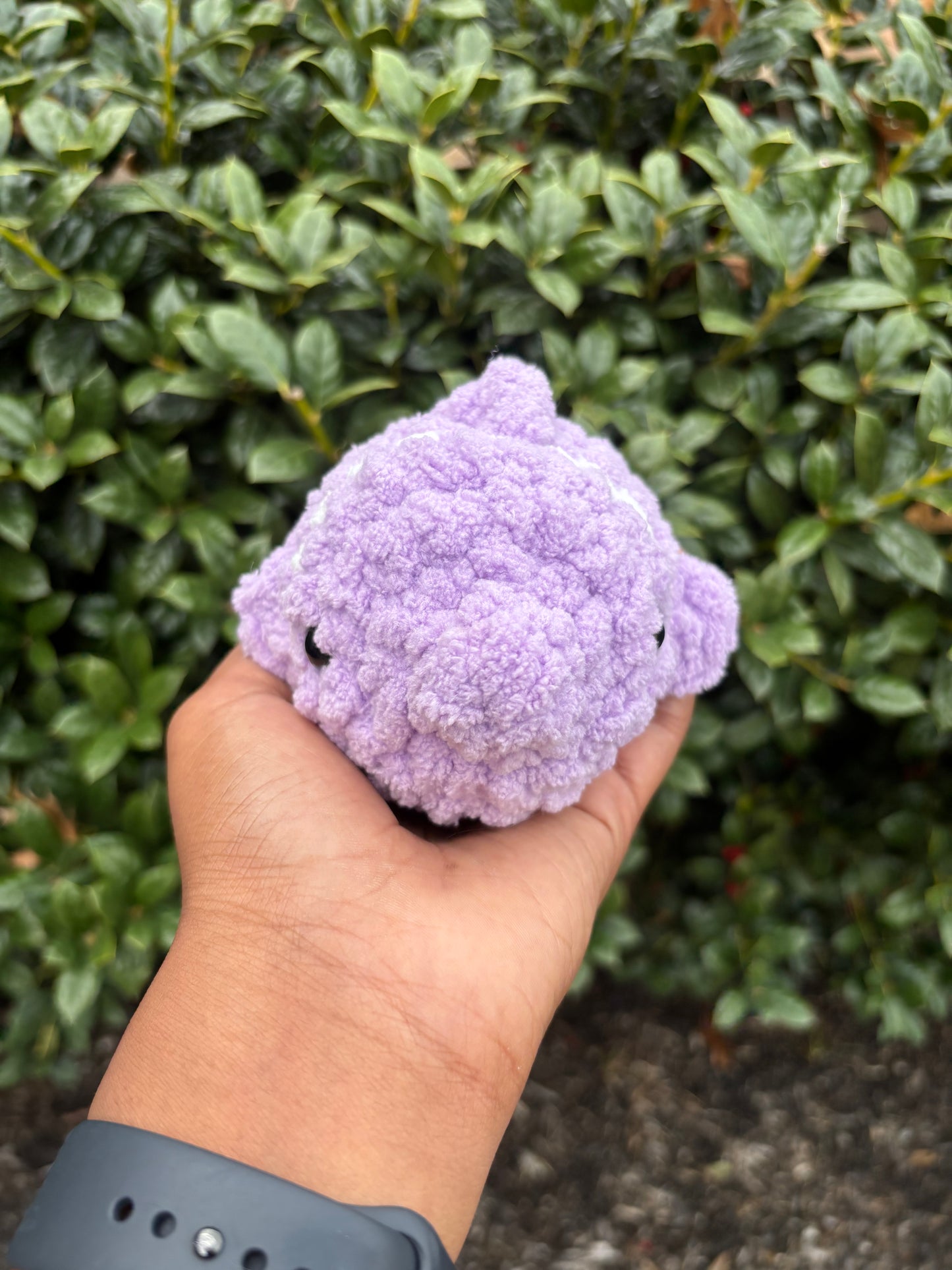 Lavender Fish