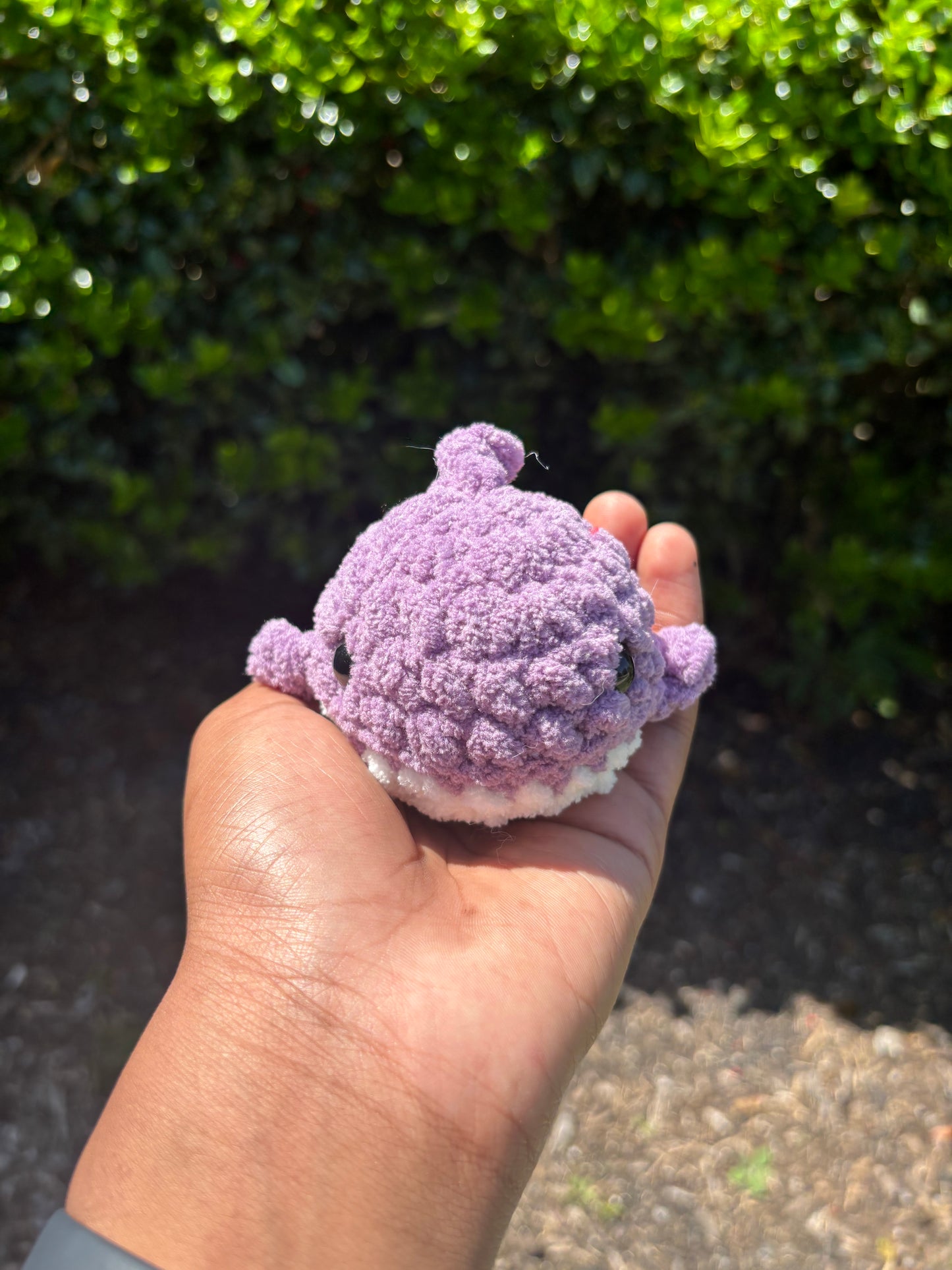 Lavender Mini Shark
