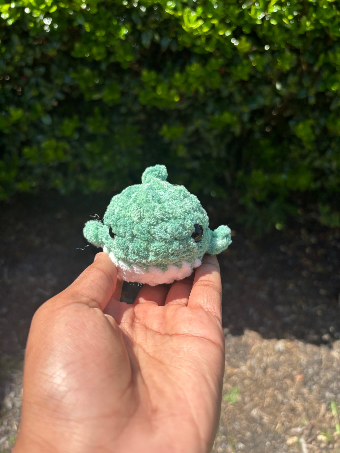 Green Mini Shark
