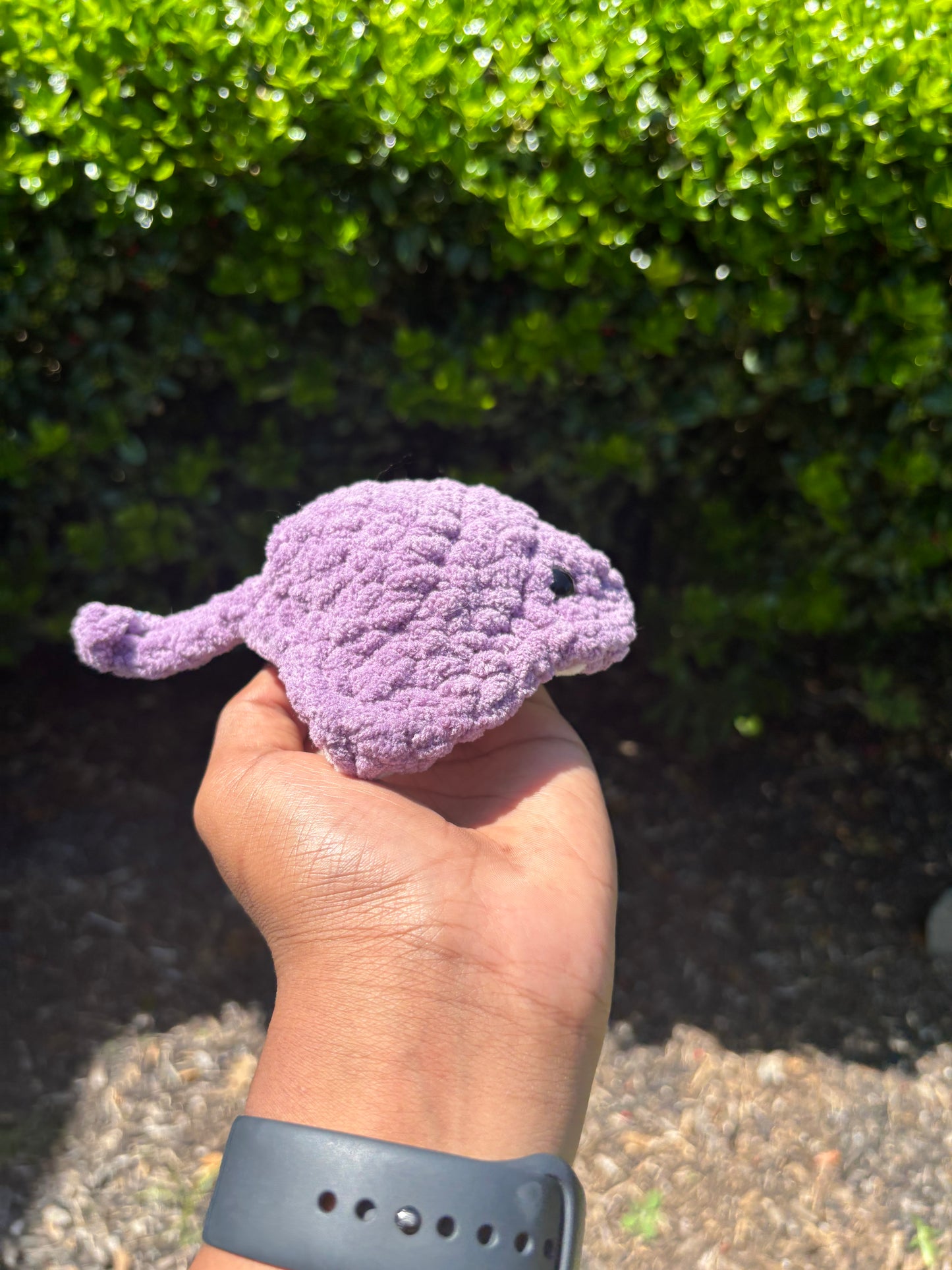 Lavender Mini Stingray