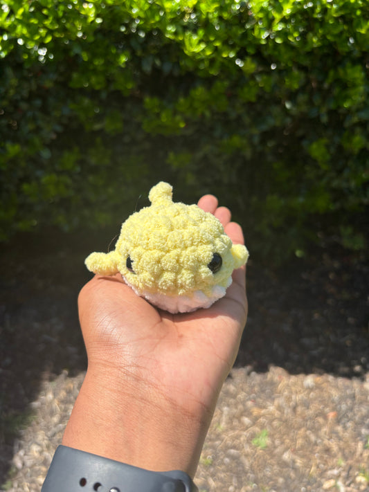 Yellow Mini Shark