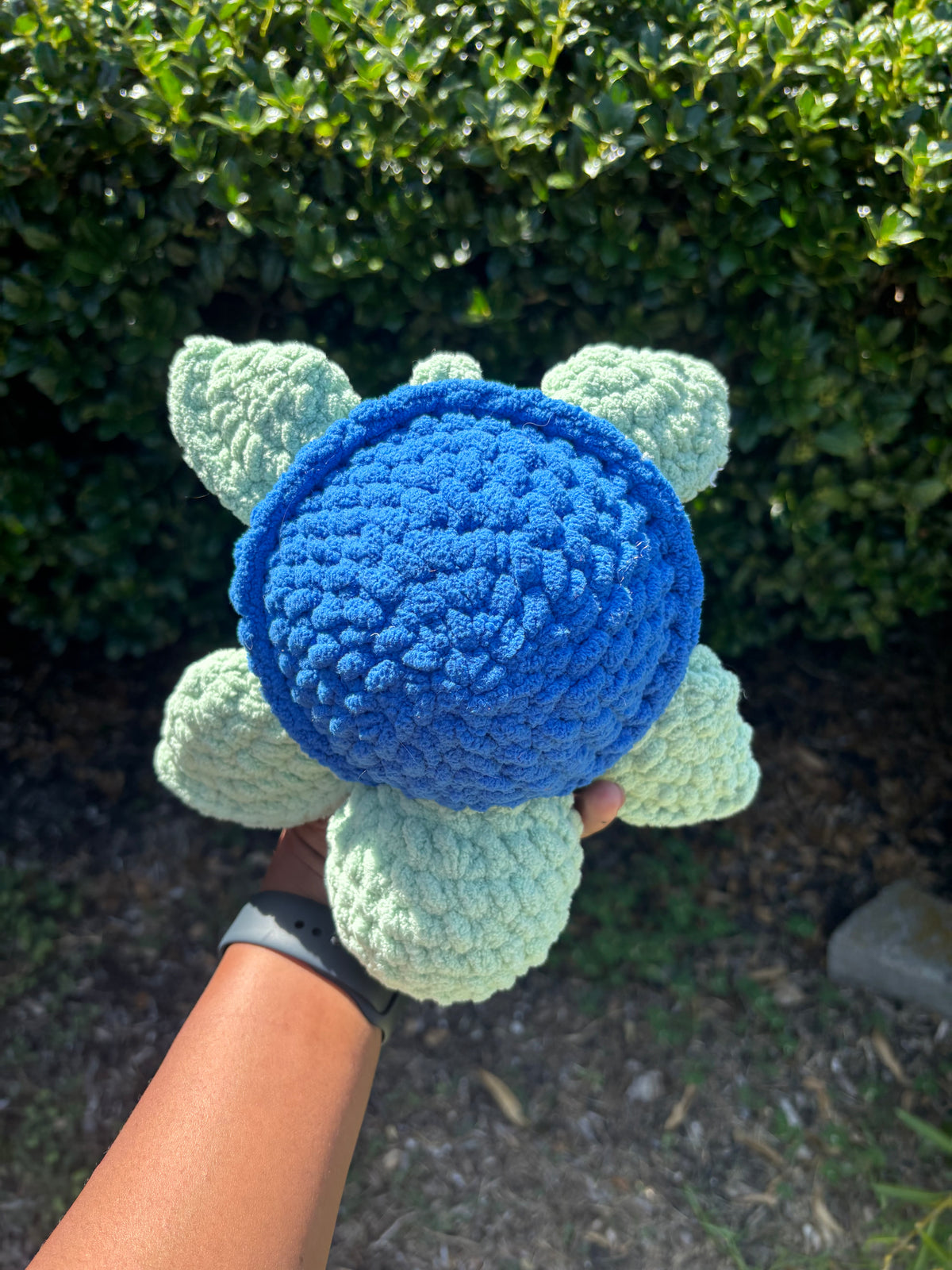 Sage & Blue Turtle