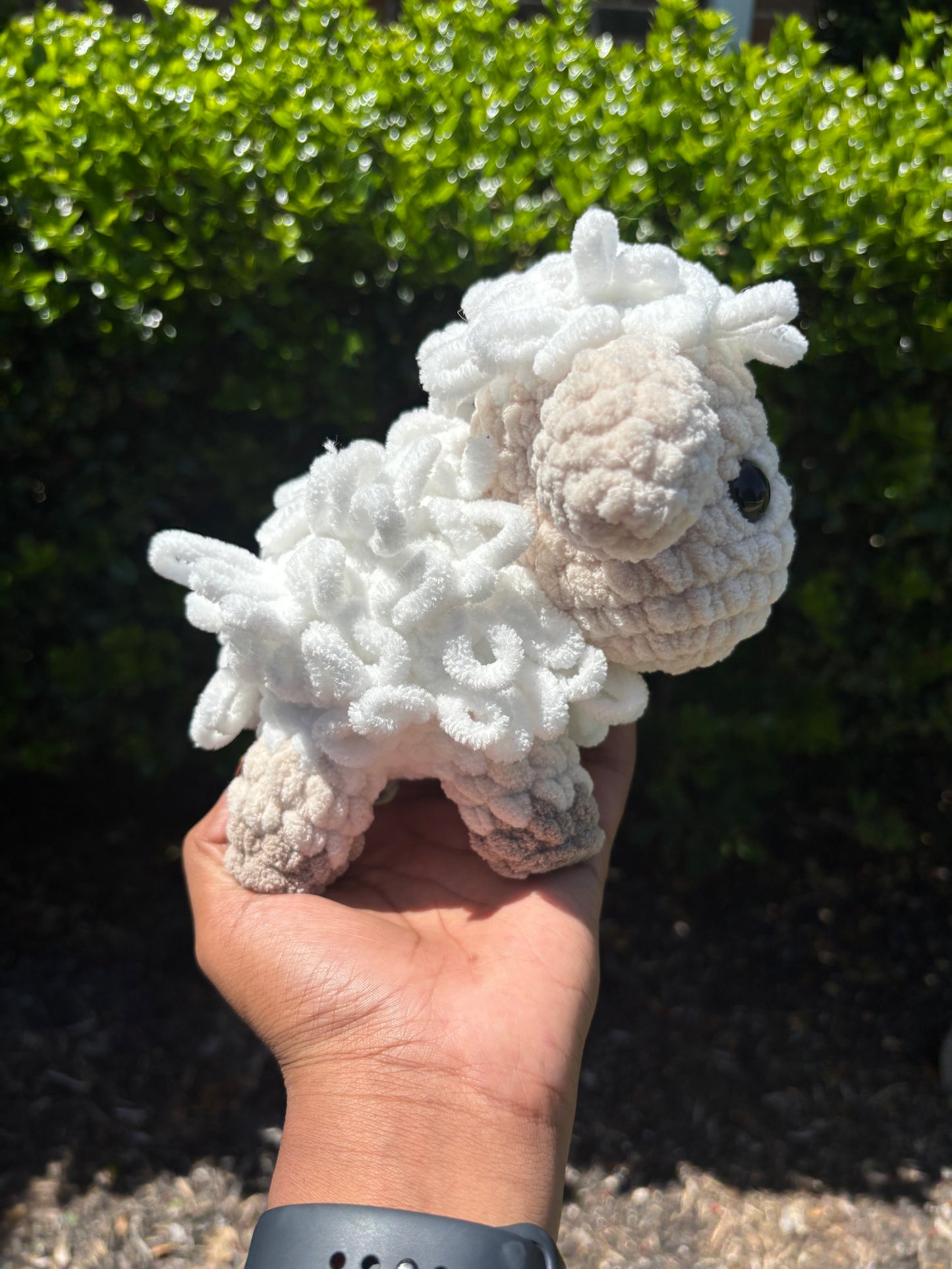 Sheep
