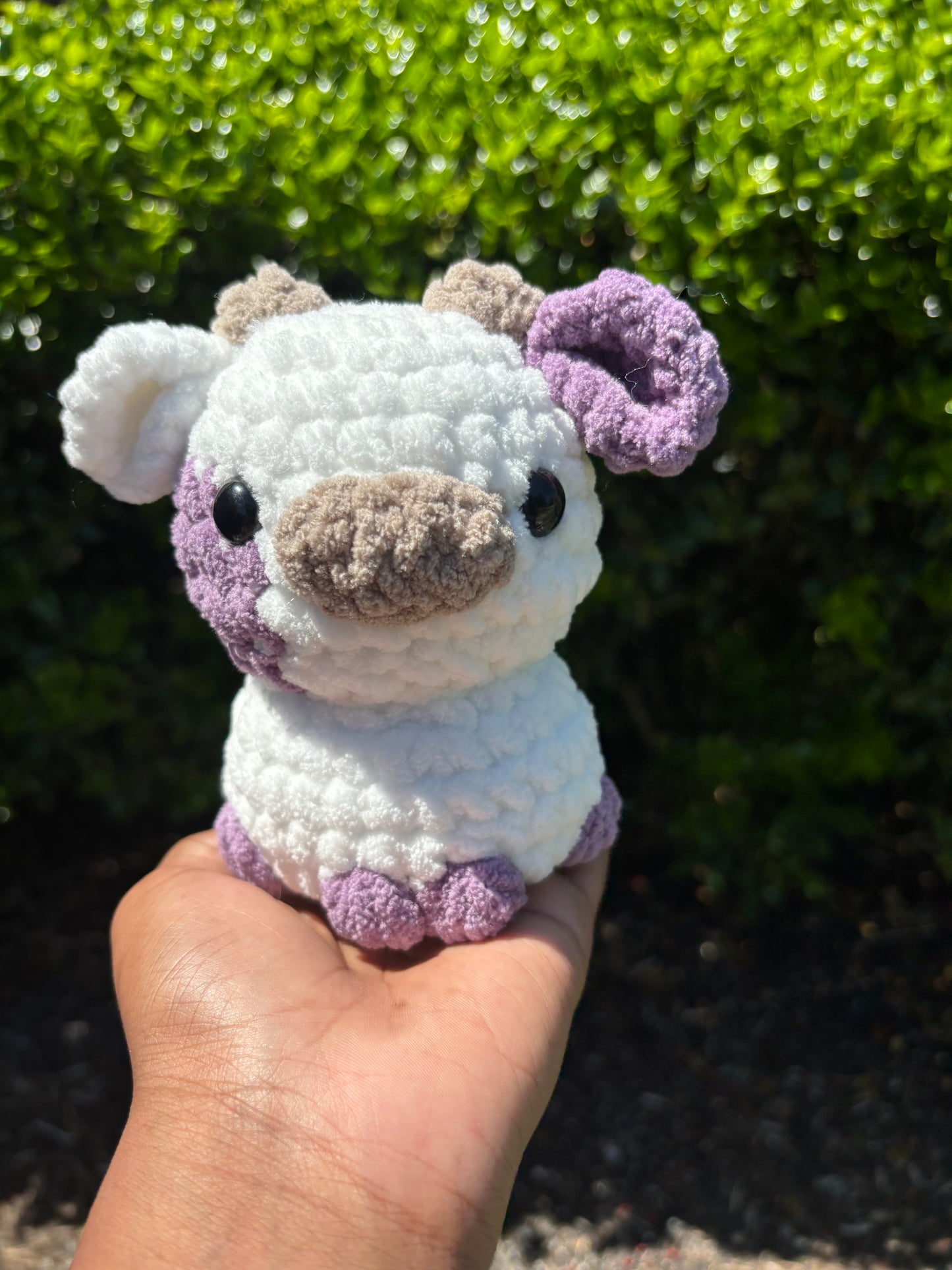 Purple & White Cow