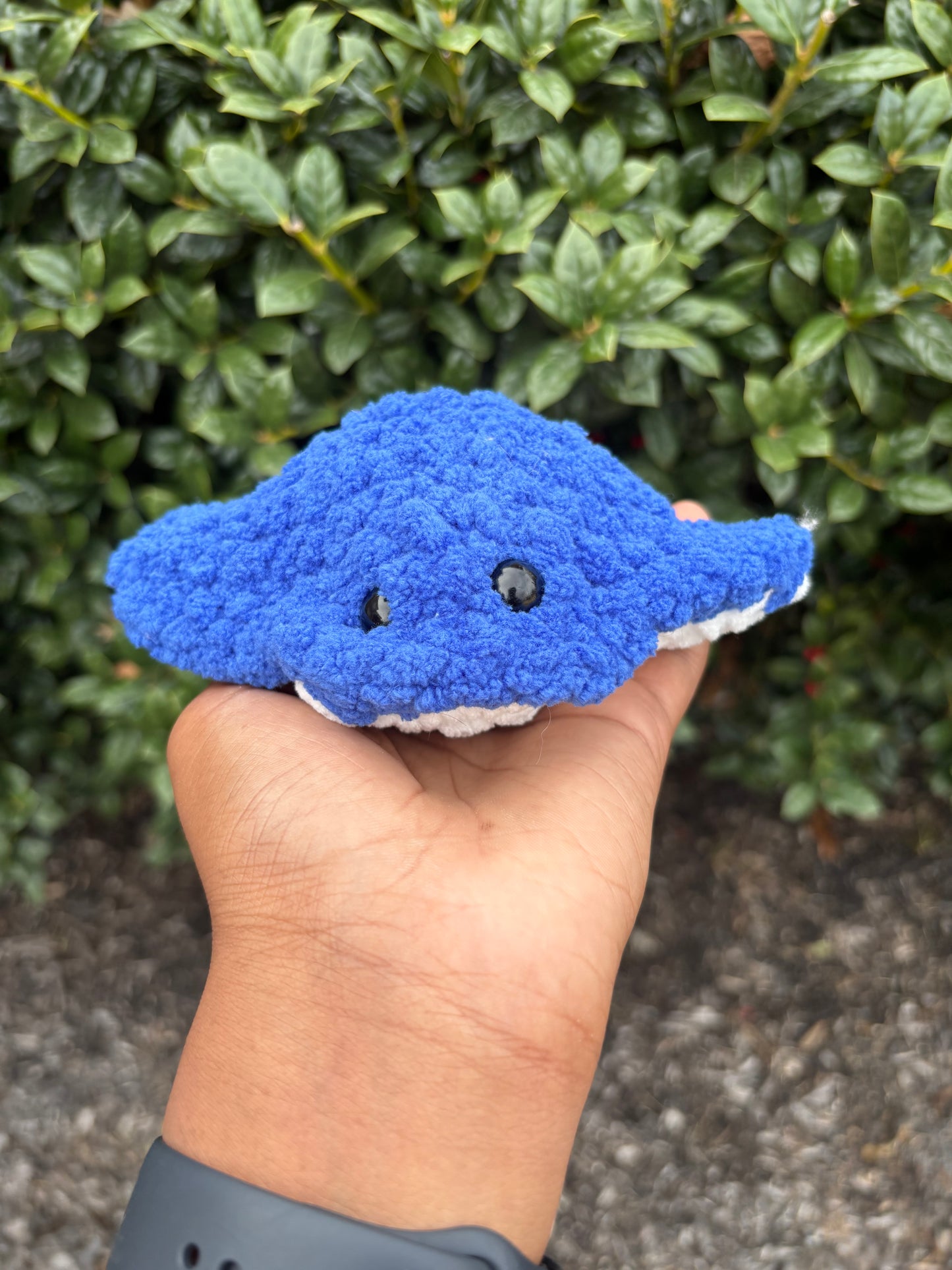 Cobalt Blue Mini Stingray