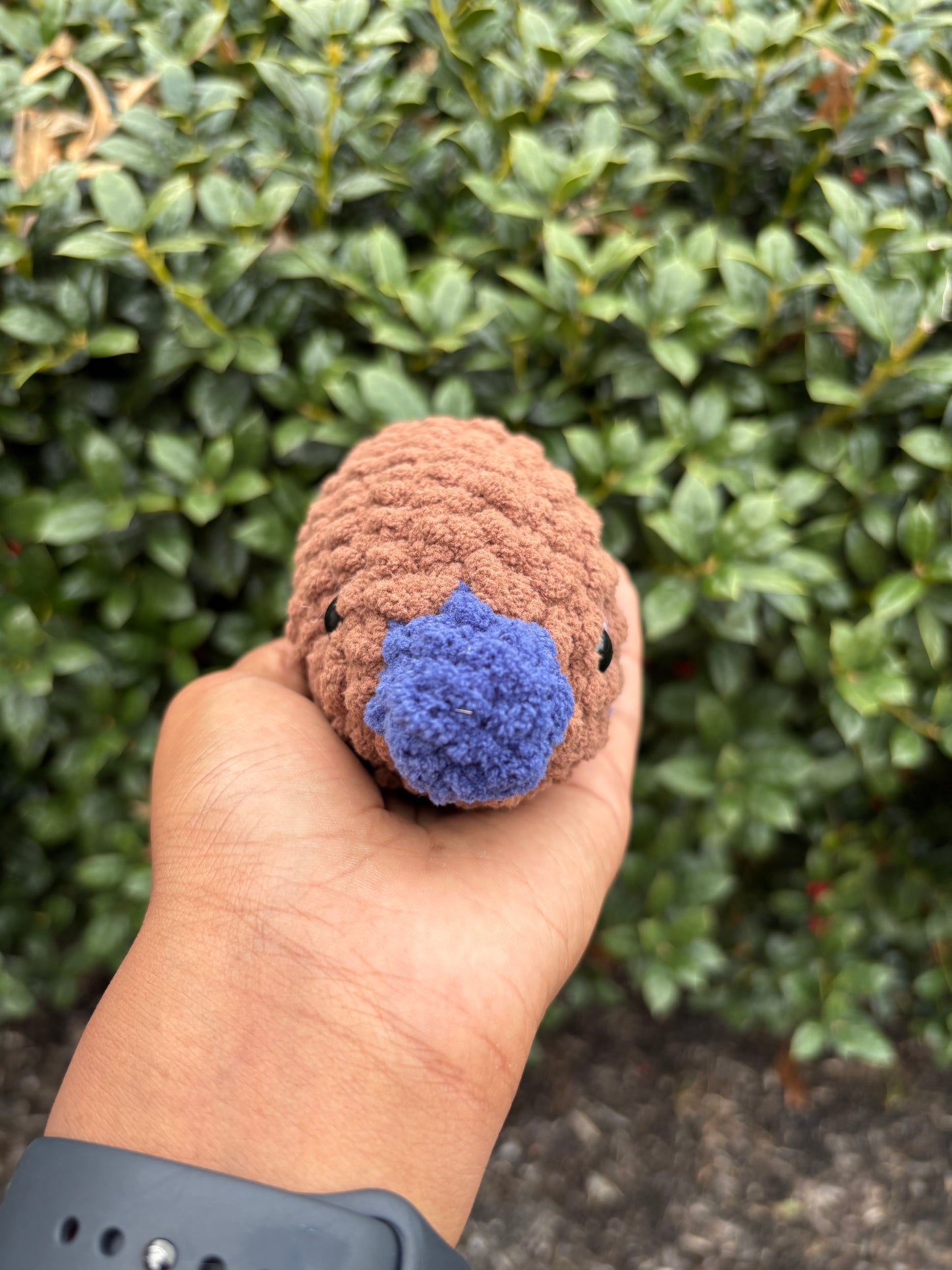 Dark Brown & Navy Blue Platypus