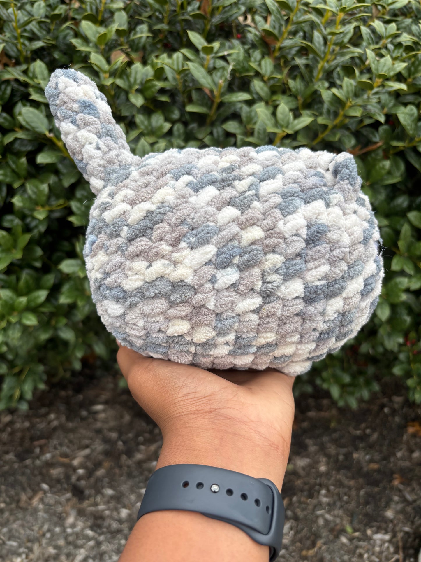 Gray Cat