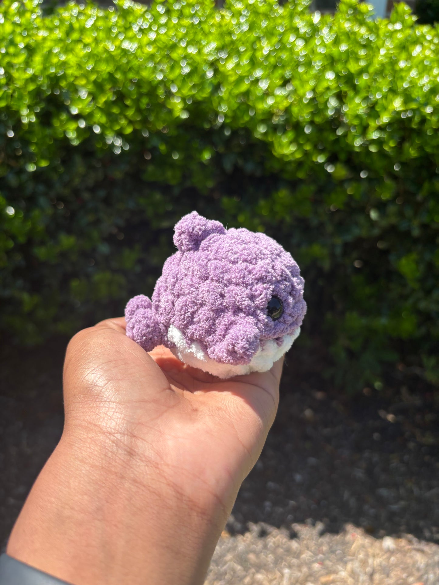 Lavender Mini Shark