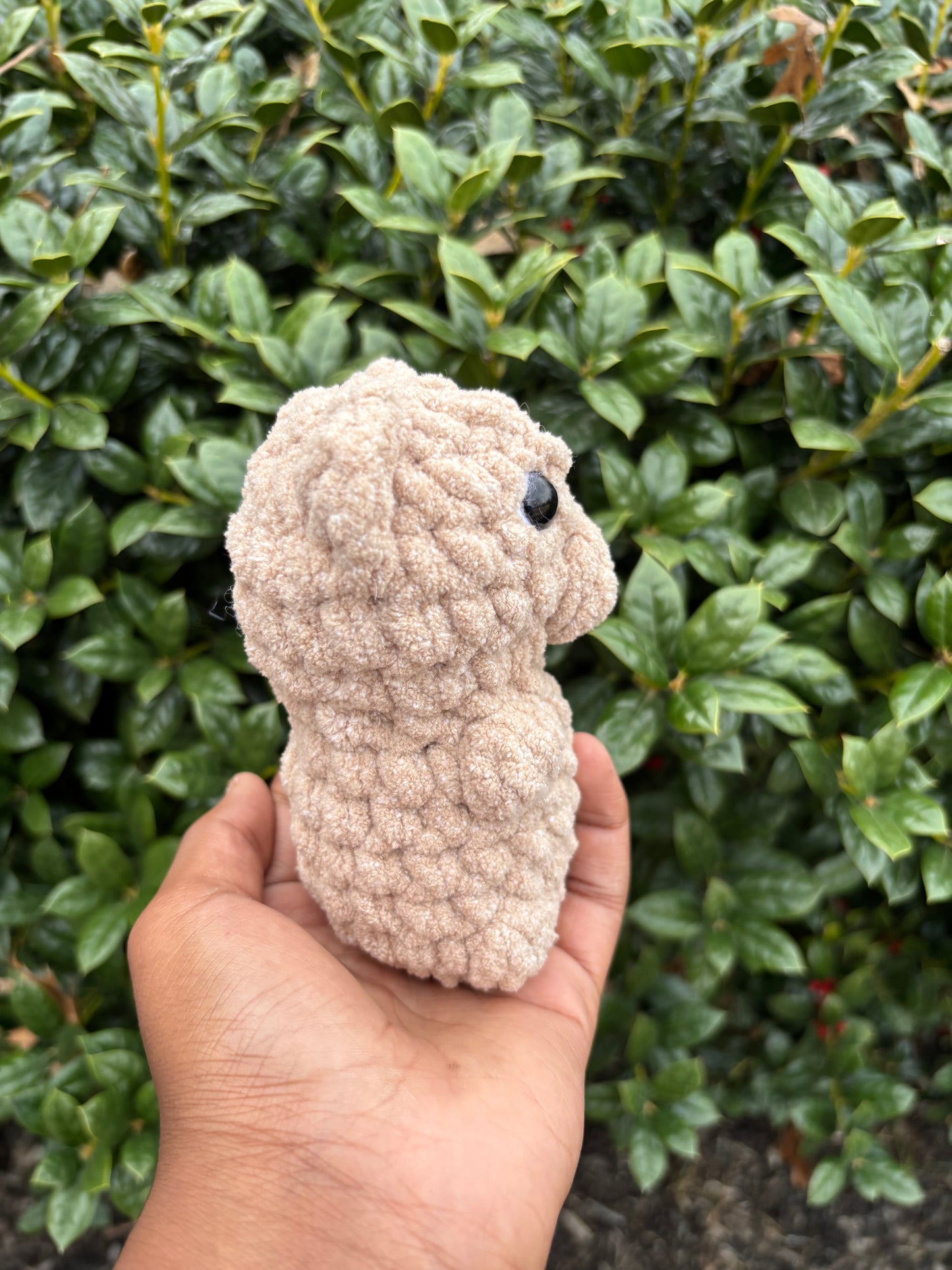 Brown Bear
