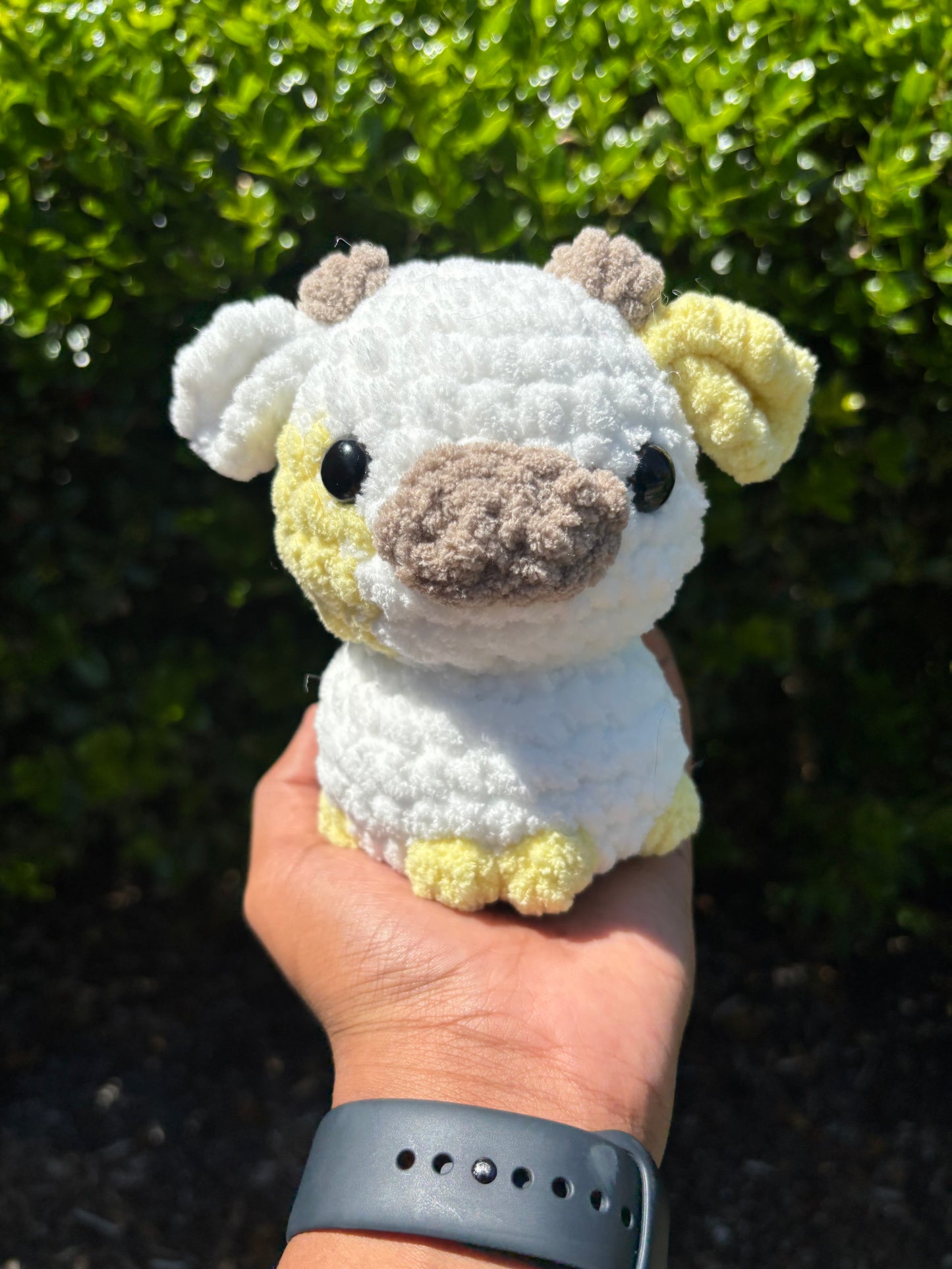 Yellow & White Cow