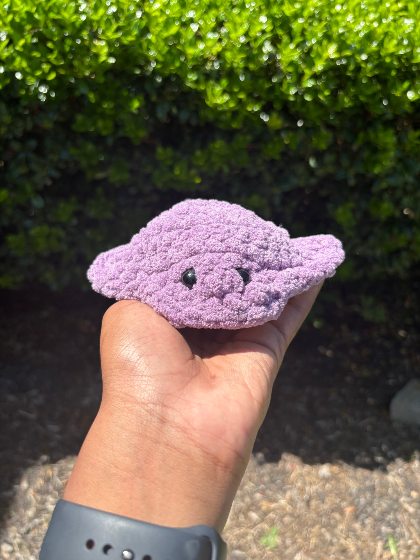 Lavender Mini Stingray