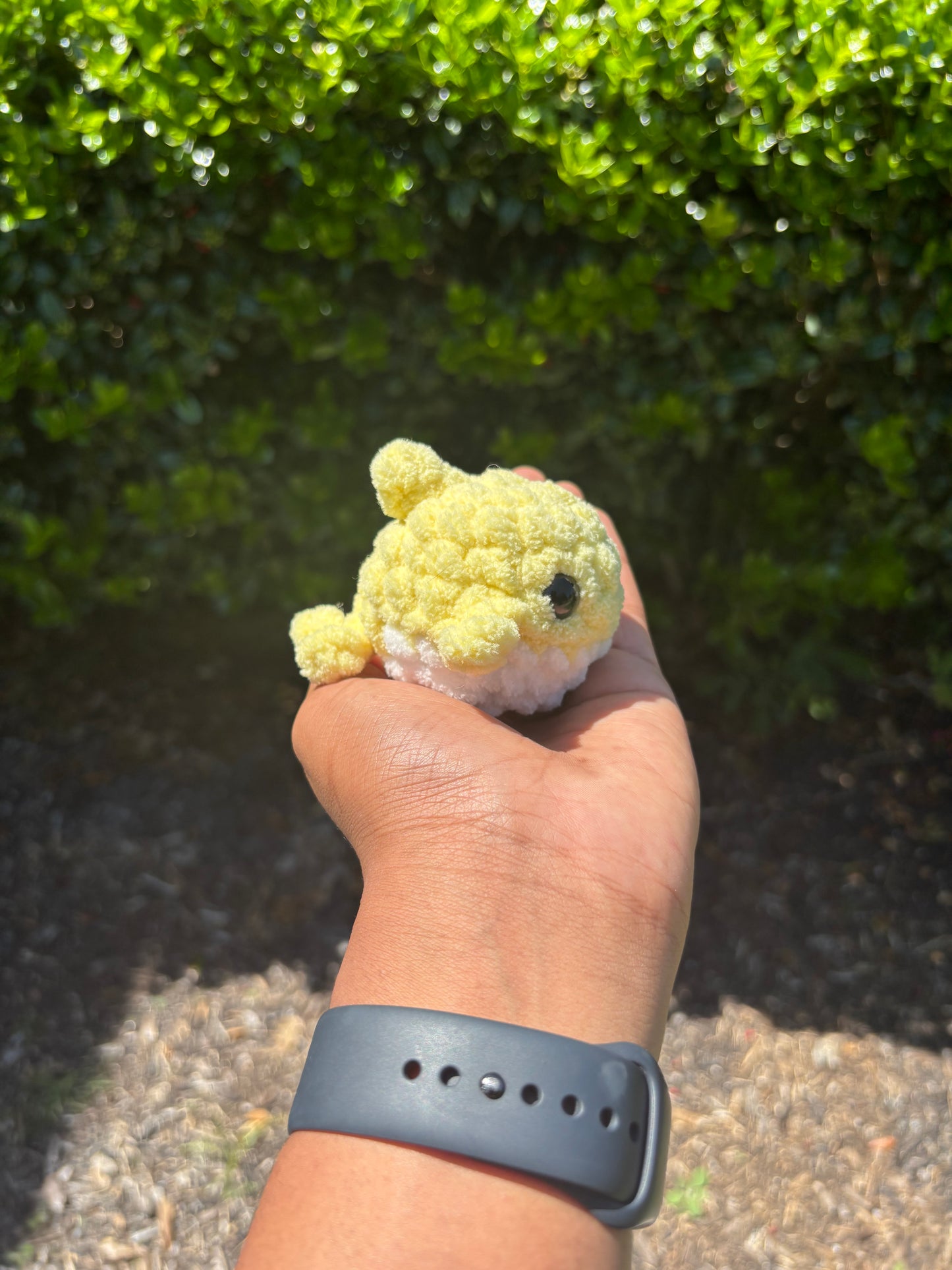 Yellow Mini Shark